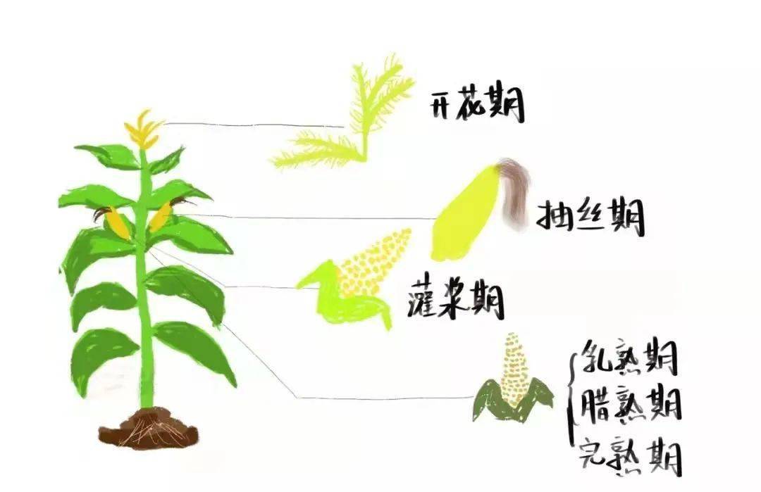 了解玉米的品种和生长过程你知道黄,白玉米兄弟之间有些什么故事吗?