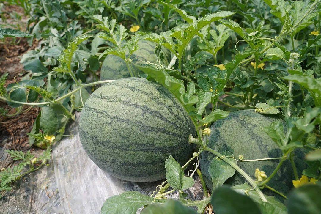 朱家角黑皮黄瓤西瓜上市吃瓜群众又多了个选择