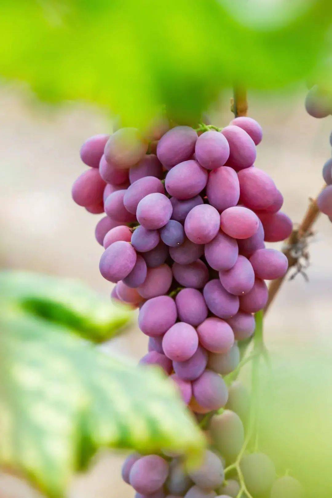 晚红葡萄让人爱不释手一颗颗好似玛瑙的葡萄阵阵果香沁入心田穿行于