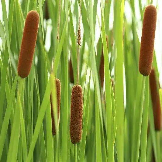 蒲草青青_蒲菜_人们_锅盖