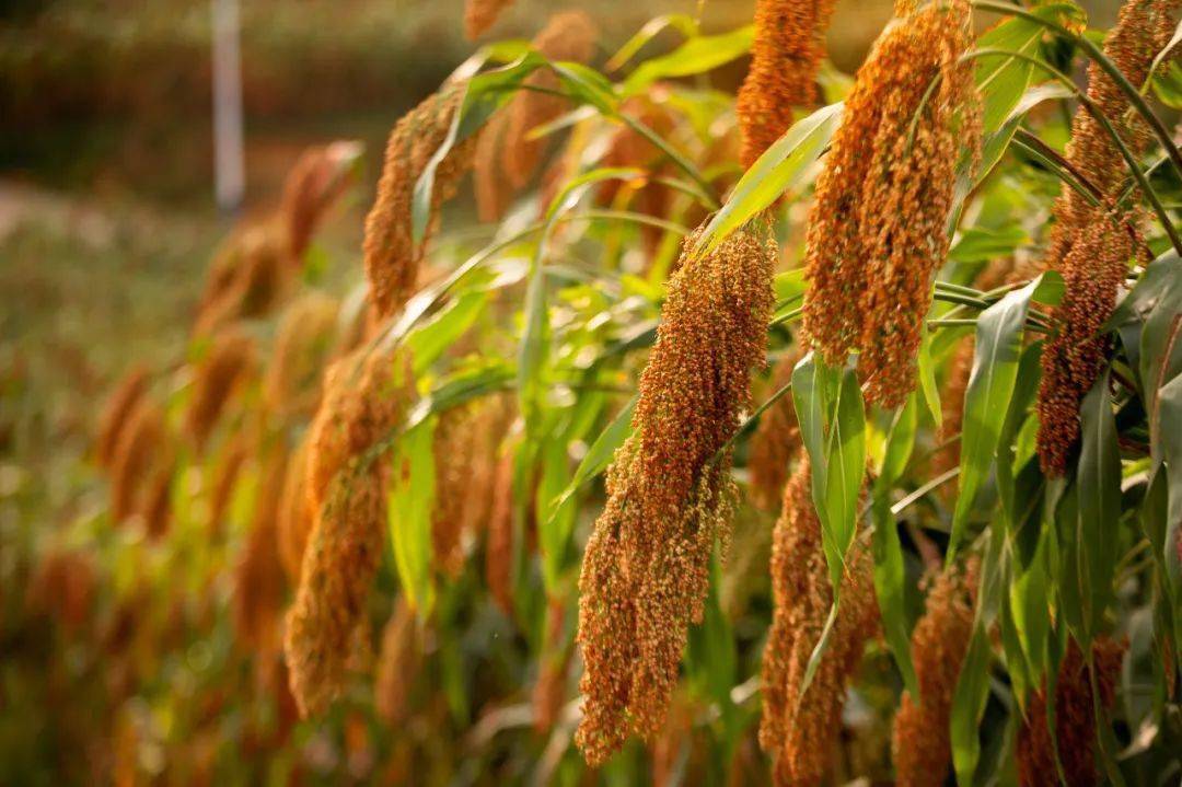 仁怀市实施四大工程加强酒用高粱种质资源保护