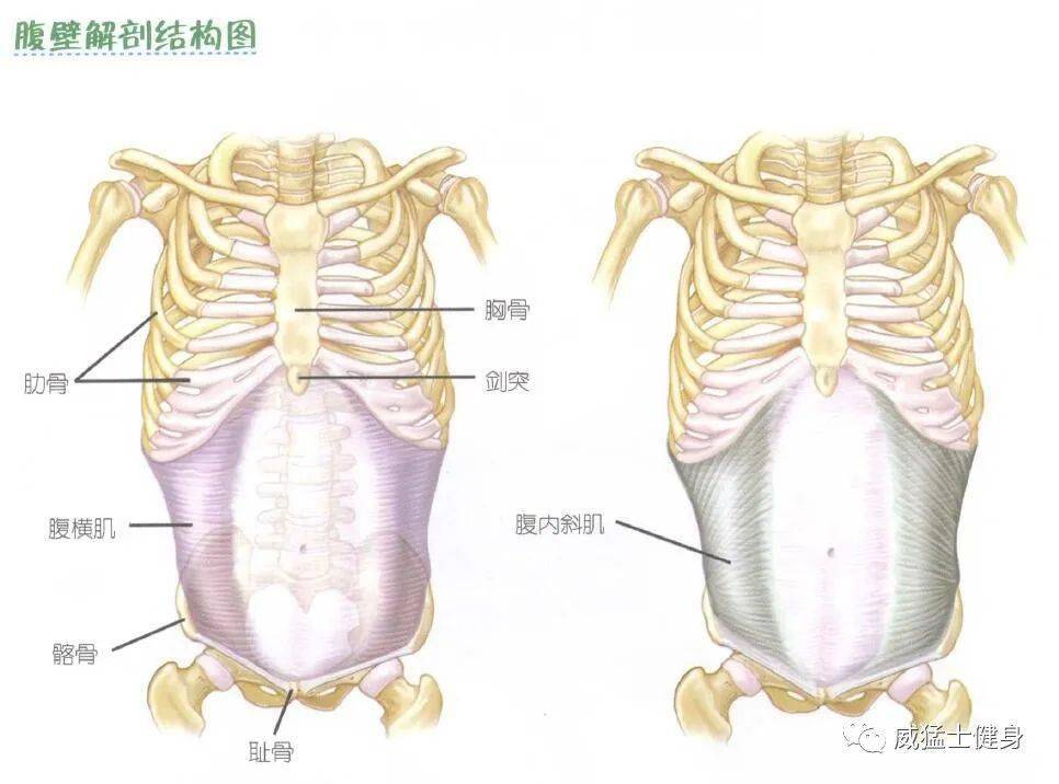 關於腹直肌,腹直肌起於恥骨上緣,止於肋軟骨前面及胸骨劍突.