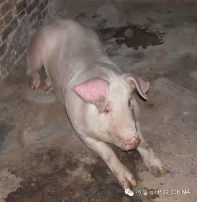 4050公斤猪只高发病传染性胸膜肺炎的防治策略分享_进行_症状_病猪