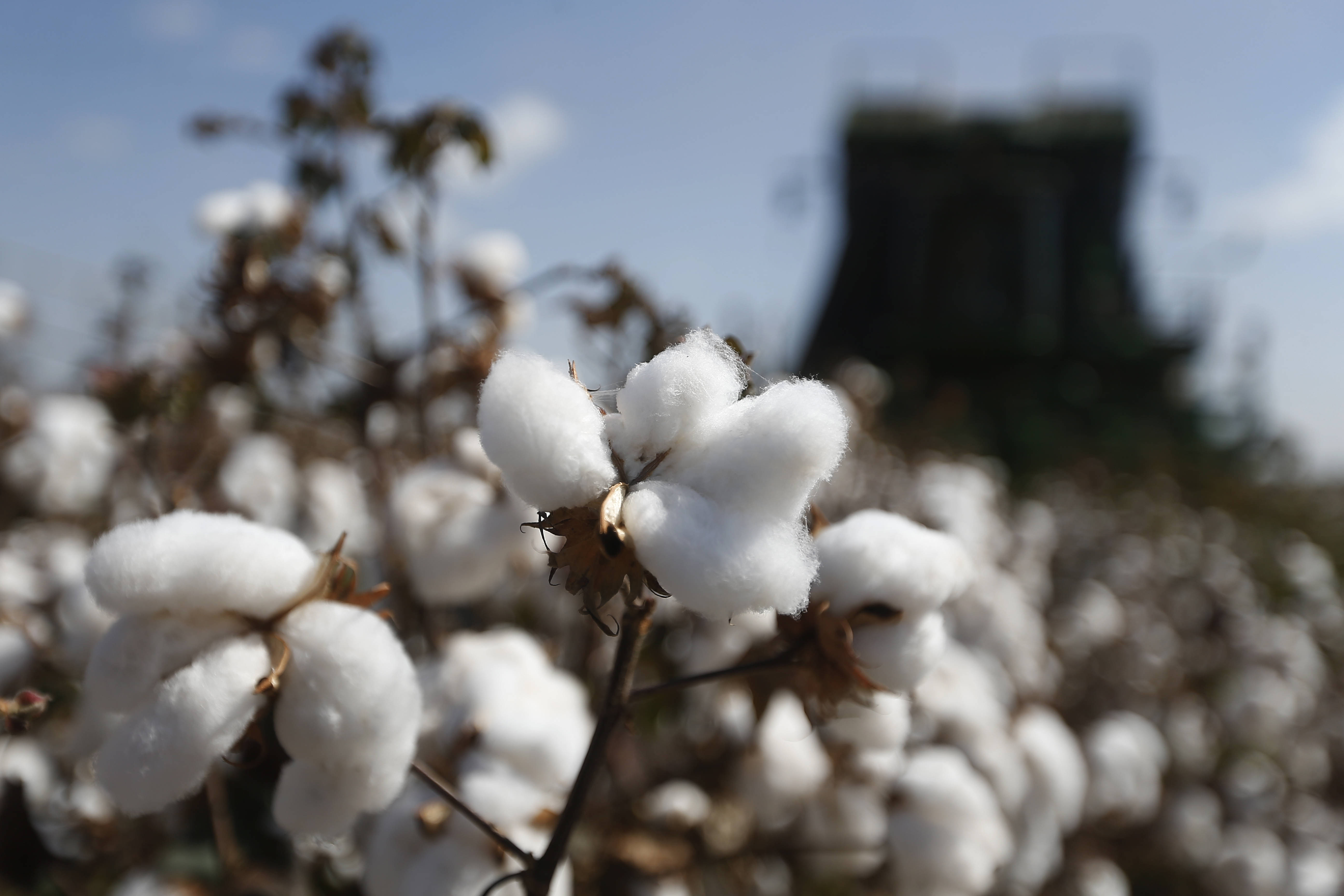 巴西巴伊亚州棉花收获季到来_科科斯_新华社_卢西奥·塔沃拉