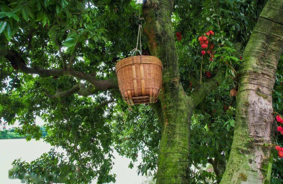 118年树龄南沙这里17棵百年荔枝树红了