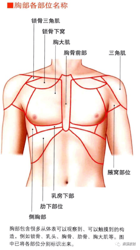 3d解剖丨胸部 肺部 心脏 肺叶 简图 热门资源