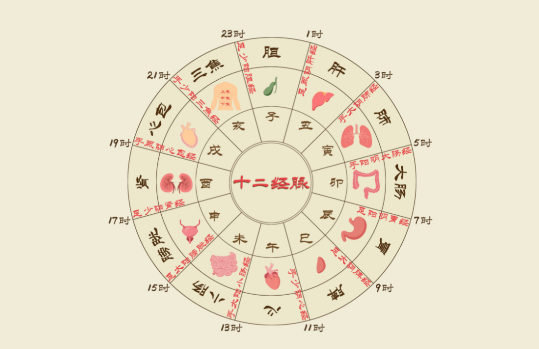 24小时人体经络运行图图片