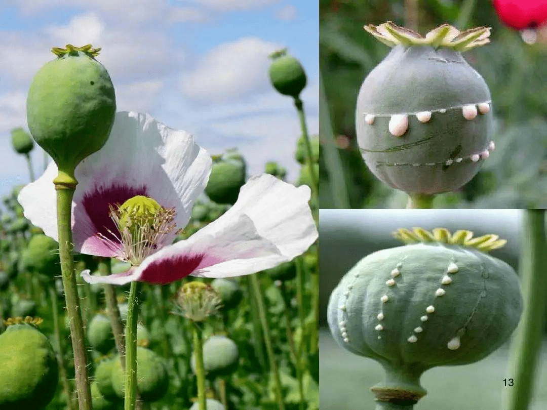 罂粟籽种植图片