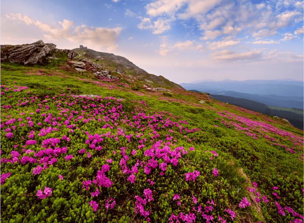 会东杜鹃花开