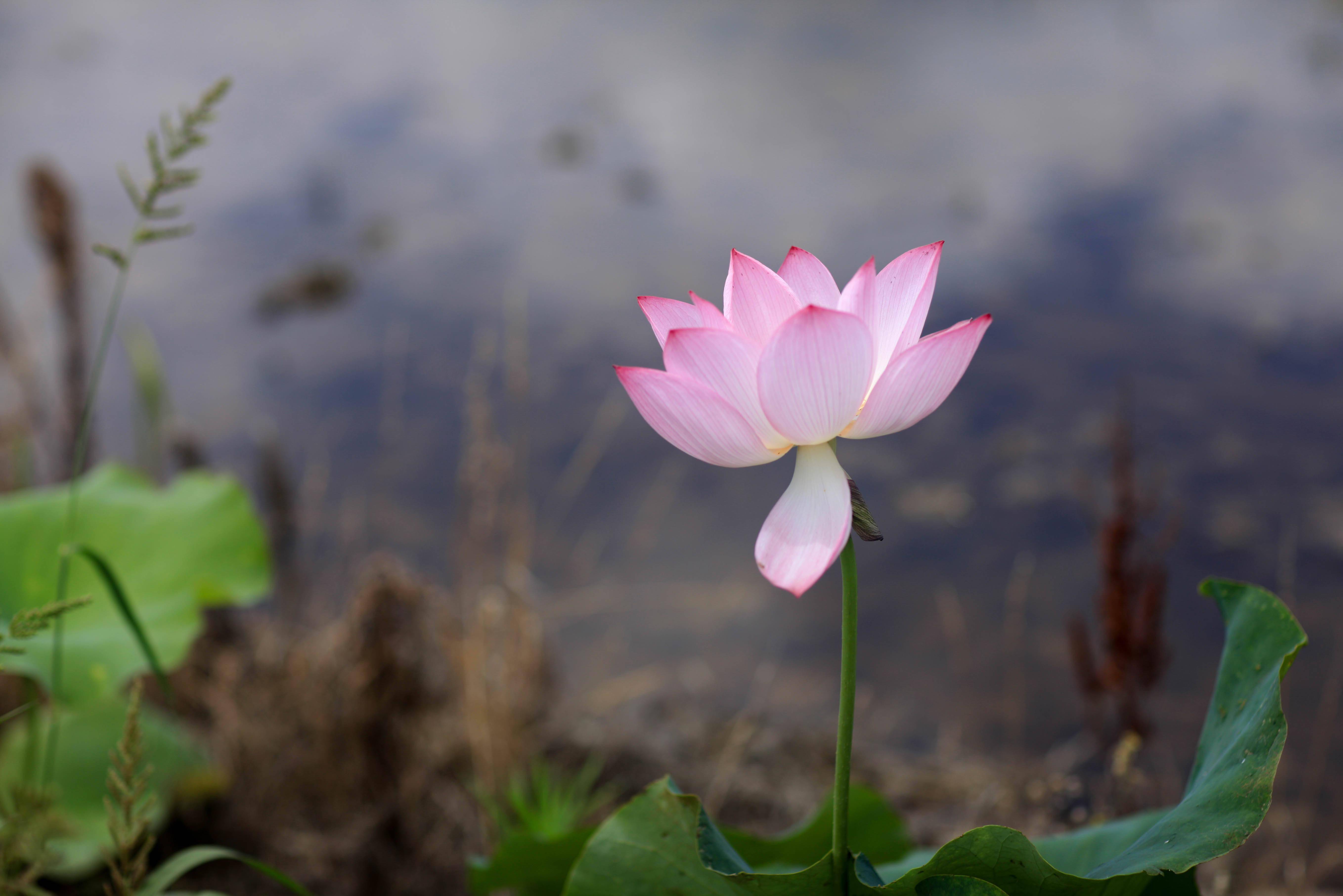 �������˱��µĺɻ�����������Ӱ����������