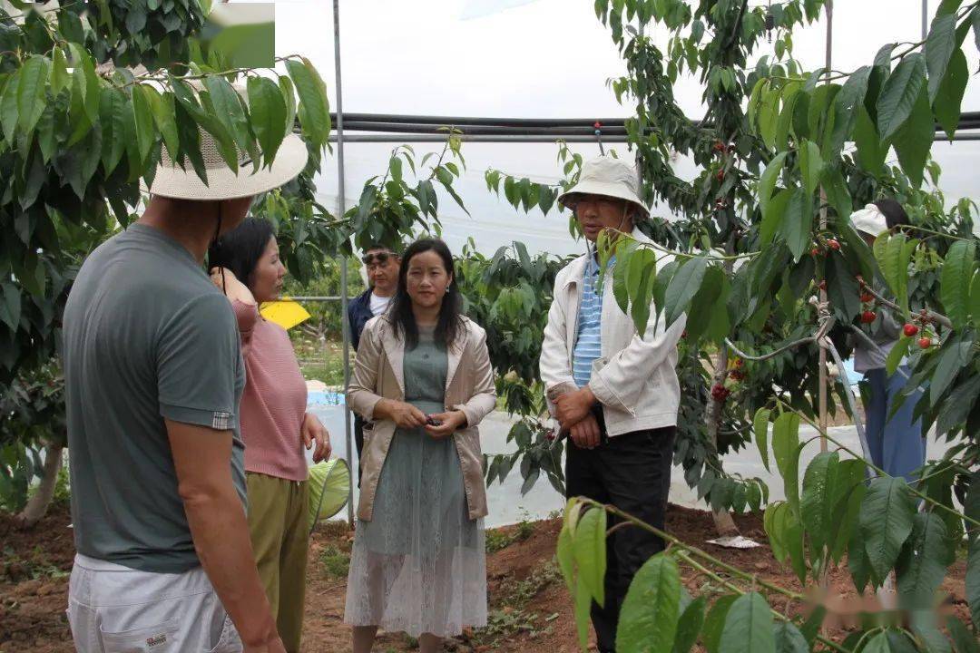 剑川县科协分别对老君山镇的乌骨羊养殖协会和中药材种植协会,马登镇