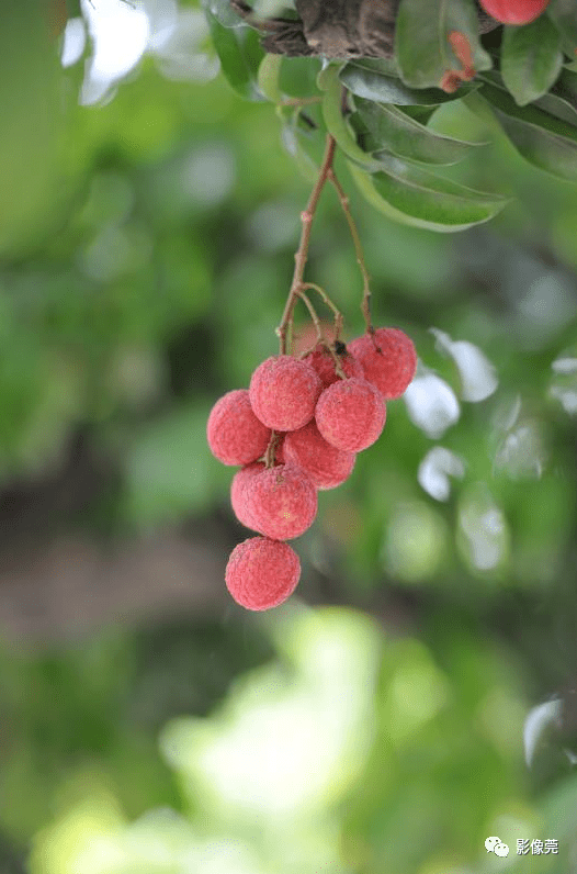 荔枝季来了!我们一起去大岭山采拍吧_作品_摄影_文化