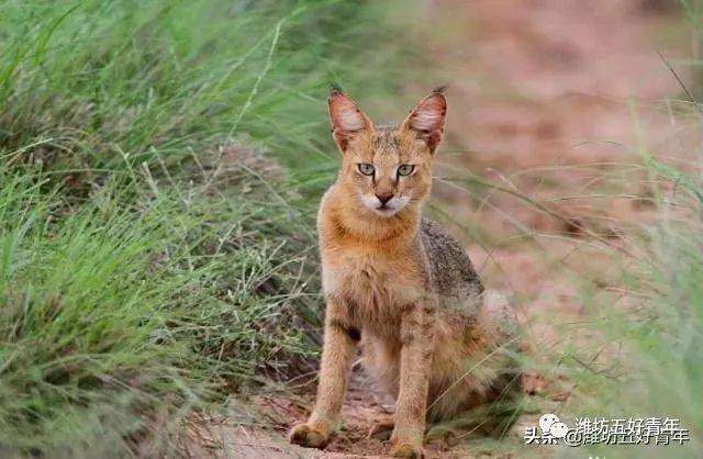 铁狸子猫图片