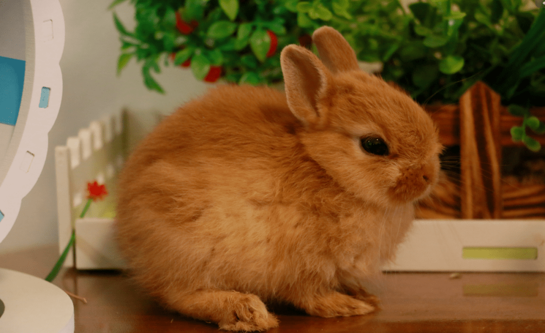 棕色兔子是什么品种图片