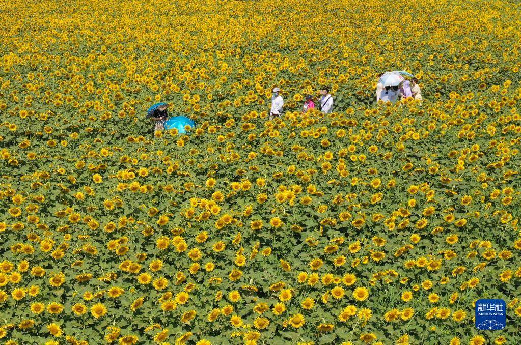 芬芳夏日【图】