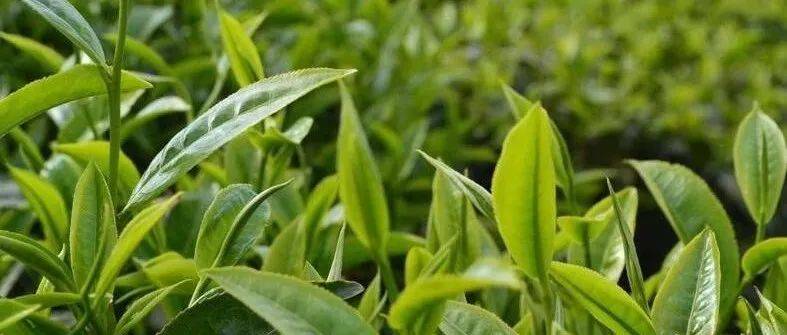 普洱茶春茶被抢购 夏茶却无人问津?_茶叶_品质_茶树