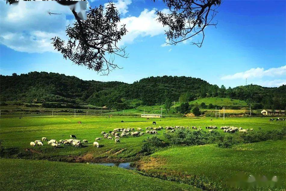 绿意盎然，天水清水冯河草原夏日风光美