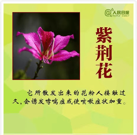 女孩嘴含夹竹桃拍照后中毒送医 这些有毒的花你一定要认清_女孩嘴含