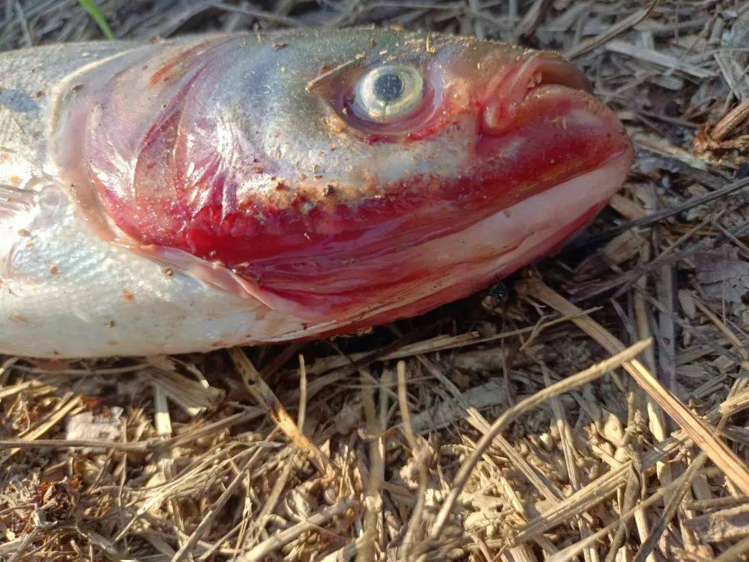 花白鲢出血死亡 细菌性败血症的诊断及处理建议 池塘 养殖户 效果