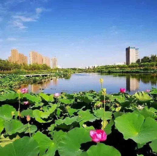 库尔勒:南临沙漠的天鹅越冬地_绿化_城市_整治