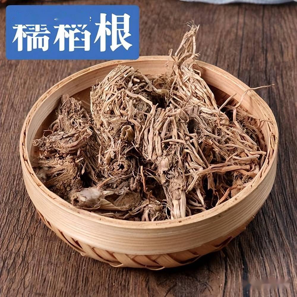 每天学习一味中药——糯稻根_临床_药物_黄白色