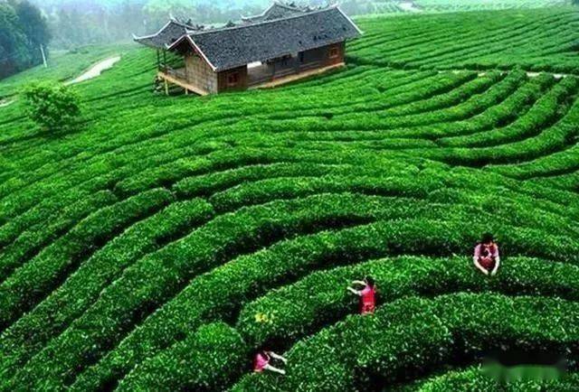 南湾湖茶岛有着优越神奇的地理位置,岛上种植着中国十大名茶之一的