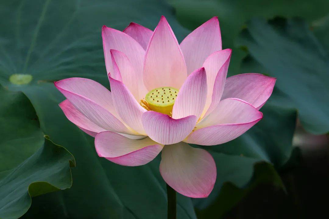 深圳这里百亩荷塘太惊艳!网友:妈妈的荷花头像上新了