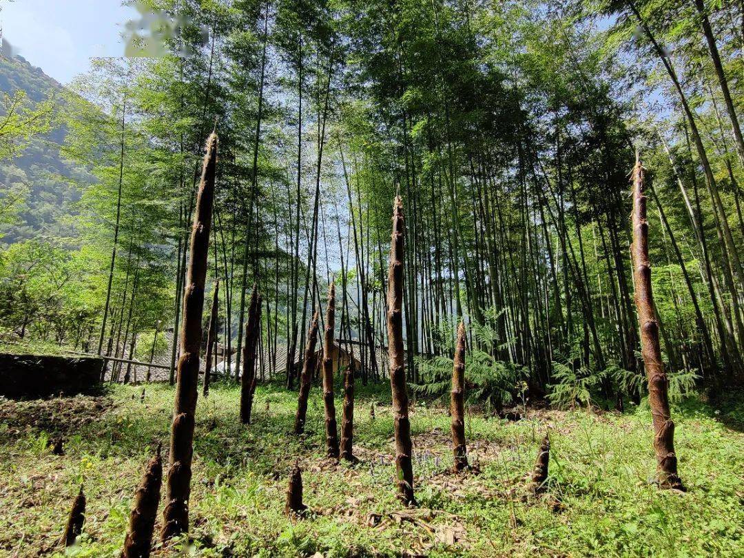 带你看北川 | 每日一景(73)确认过鲜嫩,遇上对的"笋"_竹林_竹笋_美味