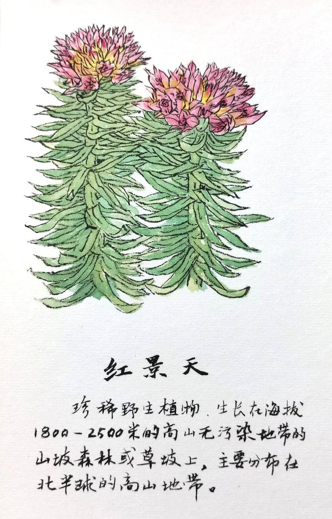 红景天这一张张美景美食,这一幅幅灵动的米林风物手绘,仿佛把雪峰连绵