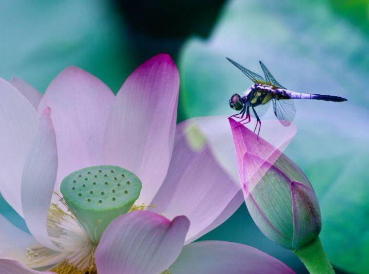 诗词鉴赏美丽的蜻蜓一起在诗词里寻找吧