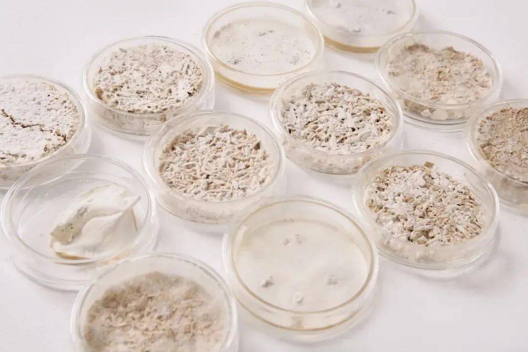 菌丝体在近年来成为国内外材料研究者和设计师竞相追逐的热门材料.