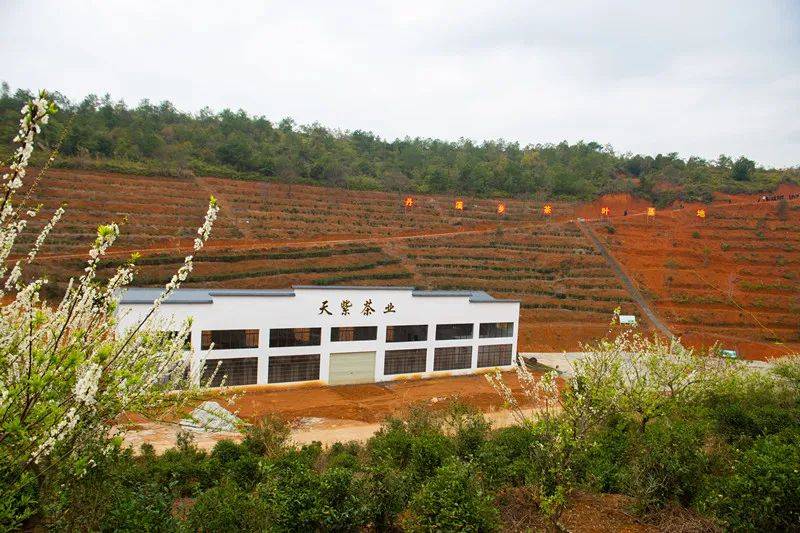 赣州三农寻乌县丹溪乡清溪村做强绿茶产业提升村庄颜值