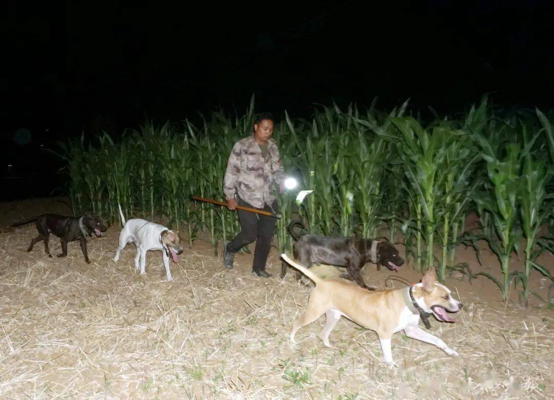 十堰出動12條獵犬進深山趕走了3個大傢伙