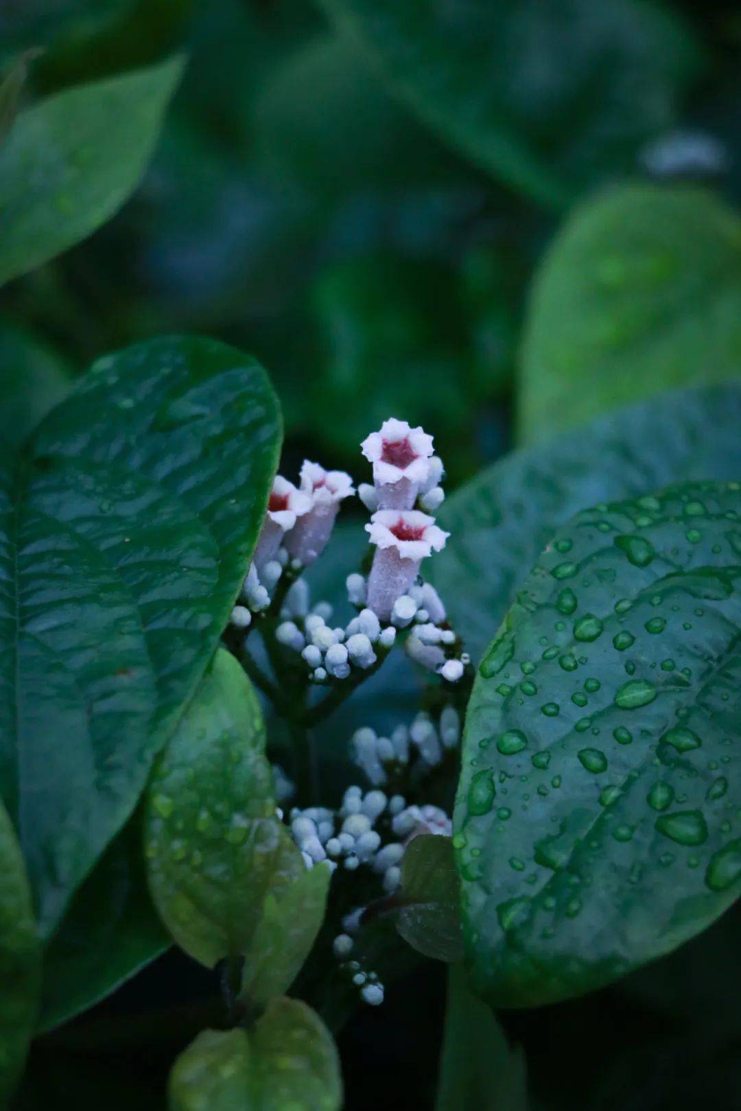 给孩子们的夏季常见花草图鉴