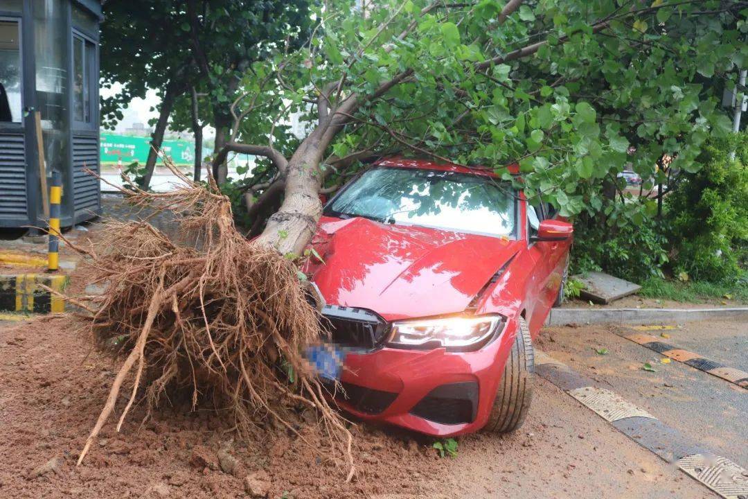 快讯惠安一对情侣醉驾撞上树双双被拘