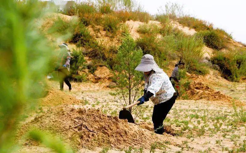 治沙功臣沙蒿的自述轻轻地我走了正如我轻轻地来