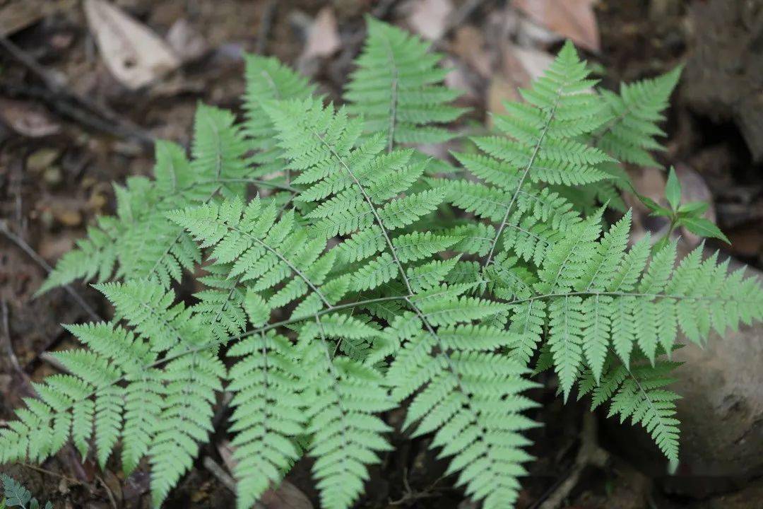 长江蹄盖蕨和日本蹄盖蕨_圆形_种类_叶片