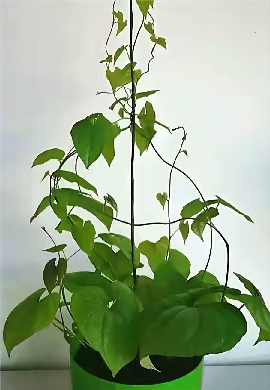 土豆生姜发芽了别扔了种花盆里变漂亮盆栽还有小收获