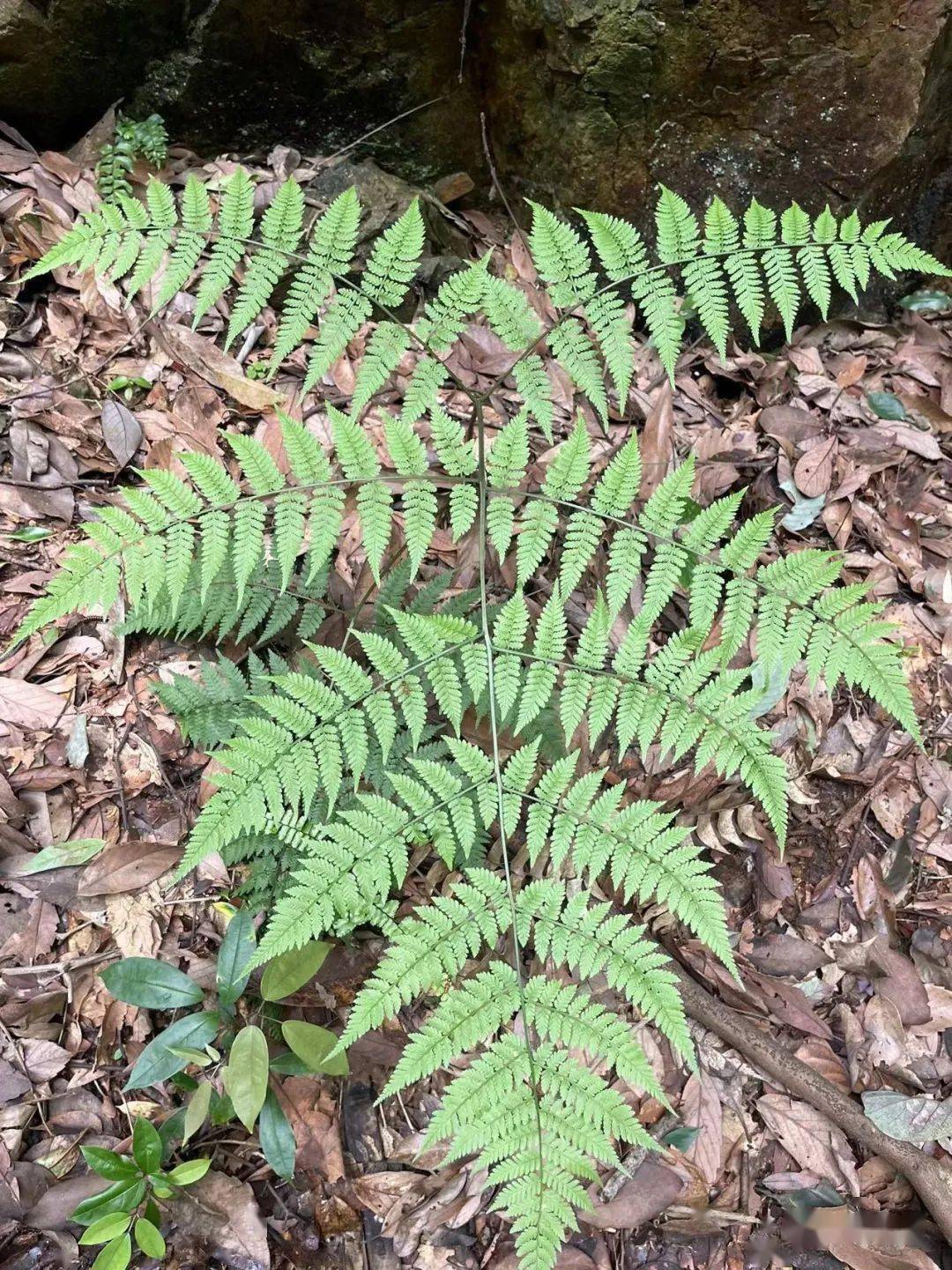 长江蹄盖蕨和日本蹄盖蕨