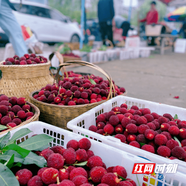 微洪江丨清江湖畔托口杨梅最是馋人