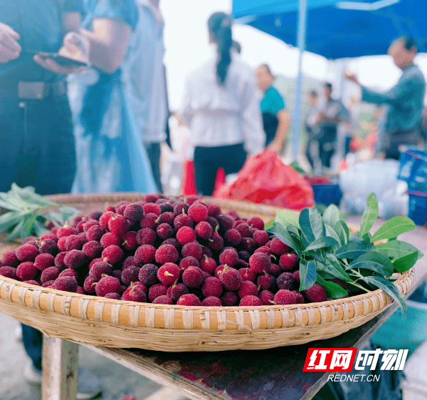 微洪江丨清江湖畔托口杨梅最是馋人