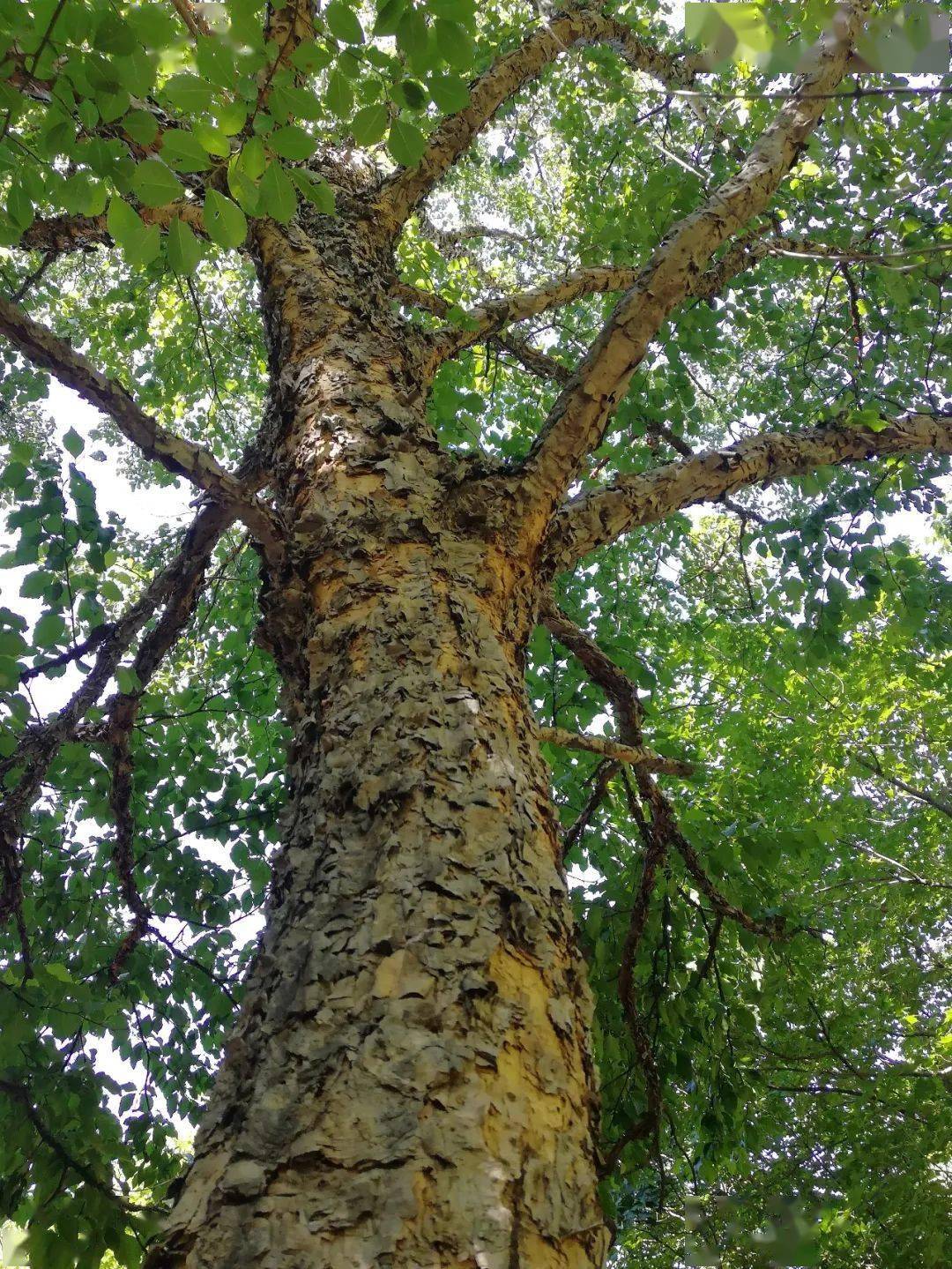 紫桦,树形高大,枝叶茂密是典型的园林珍贵树种之一菜树 | 蒙古栎中国