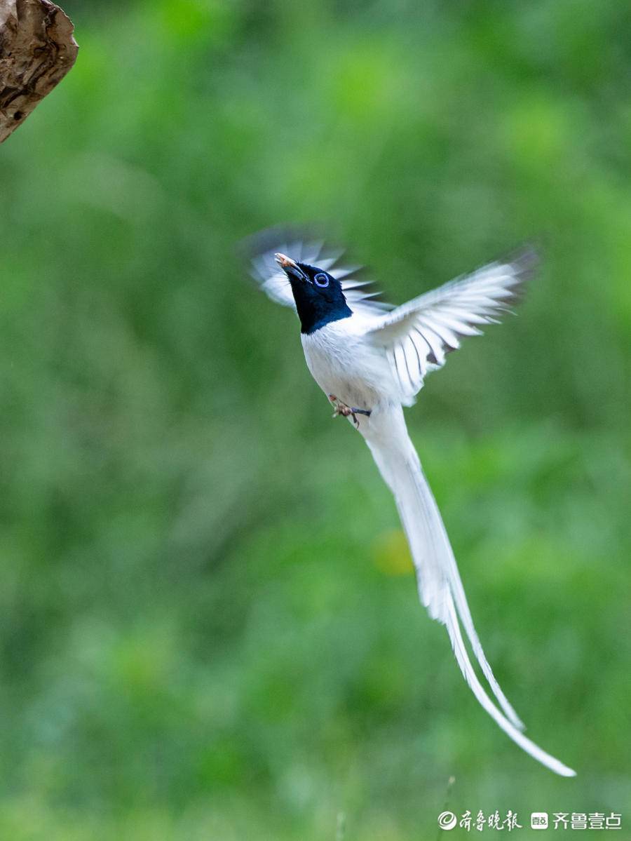 长尾飘飘的印度寿带鸟_绶带_森林_张清