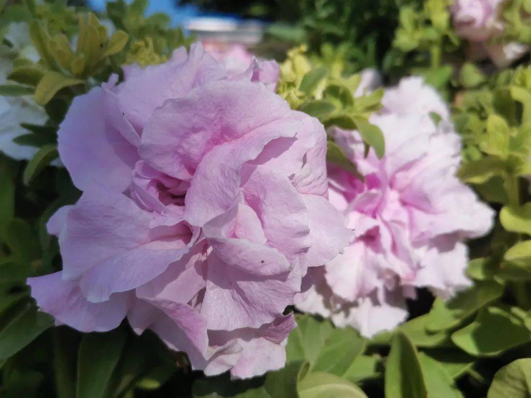 社区工作队 杨谨合 供稿)(额敏县水利局驻上户镇牧场牧业队 白秀梅