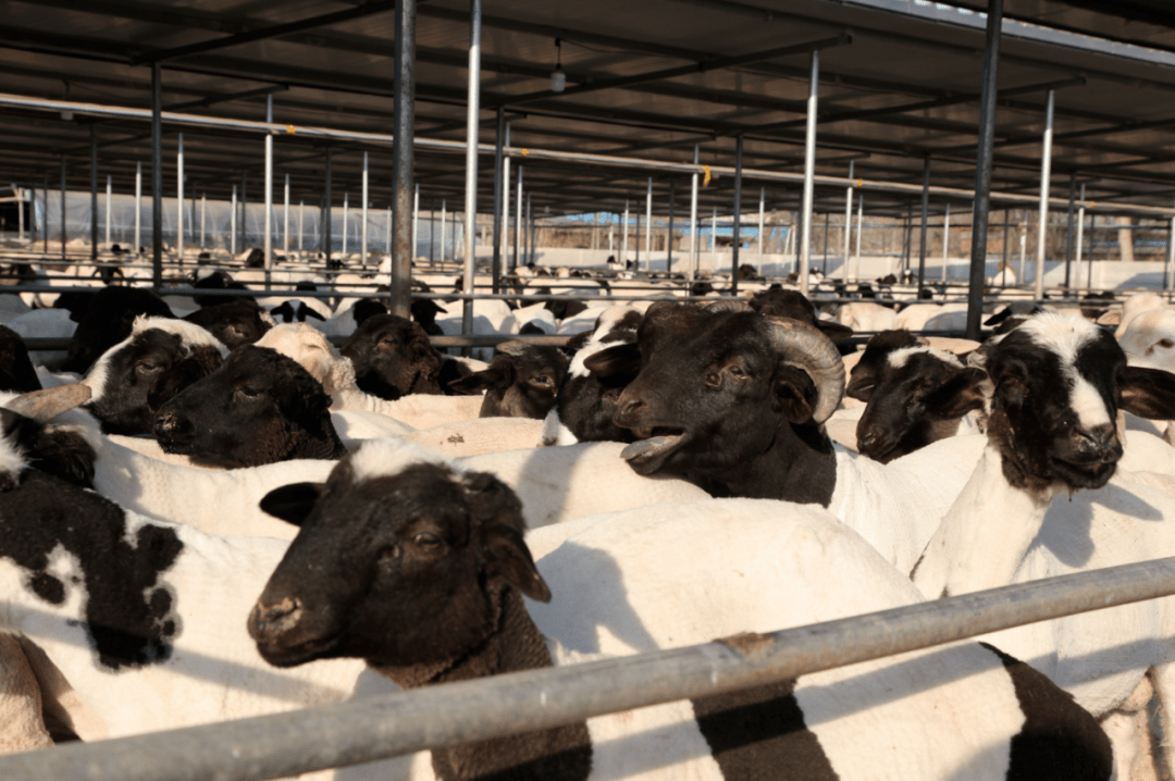 支部领办合作社聊城市冠县烟庄街道小化新村肉羊养殖助力乡村产业振兴