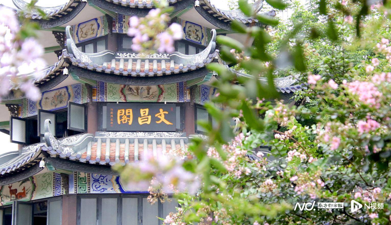 紫薇花正当时 广东古园余荫山房盛夏满庭芳 南都 活动 番禺 紫薇花正当时 广东古园余荫山房盛夏满庭芳 南都 活动 番禺