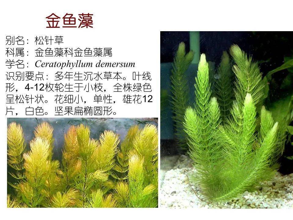 80种·常见水生植物,值得收藏_院子_交流_社群