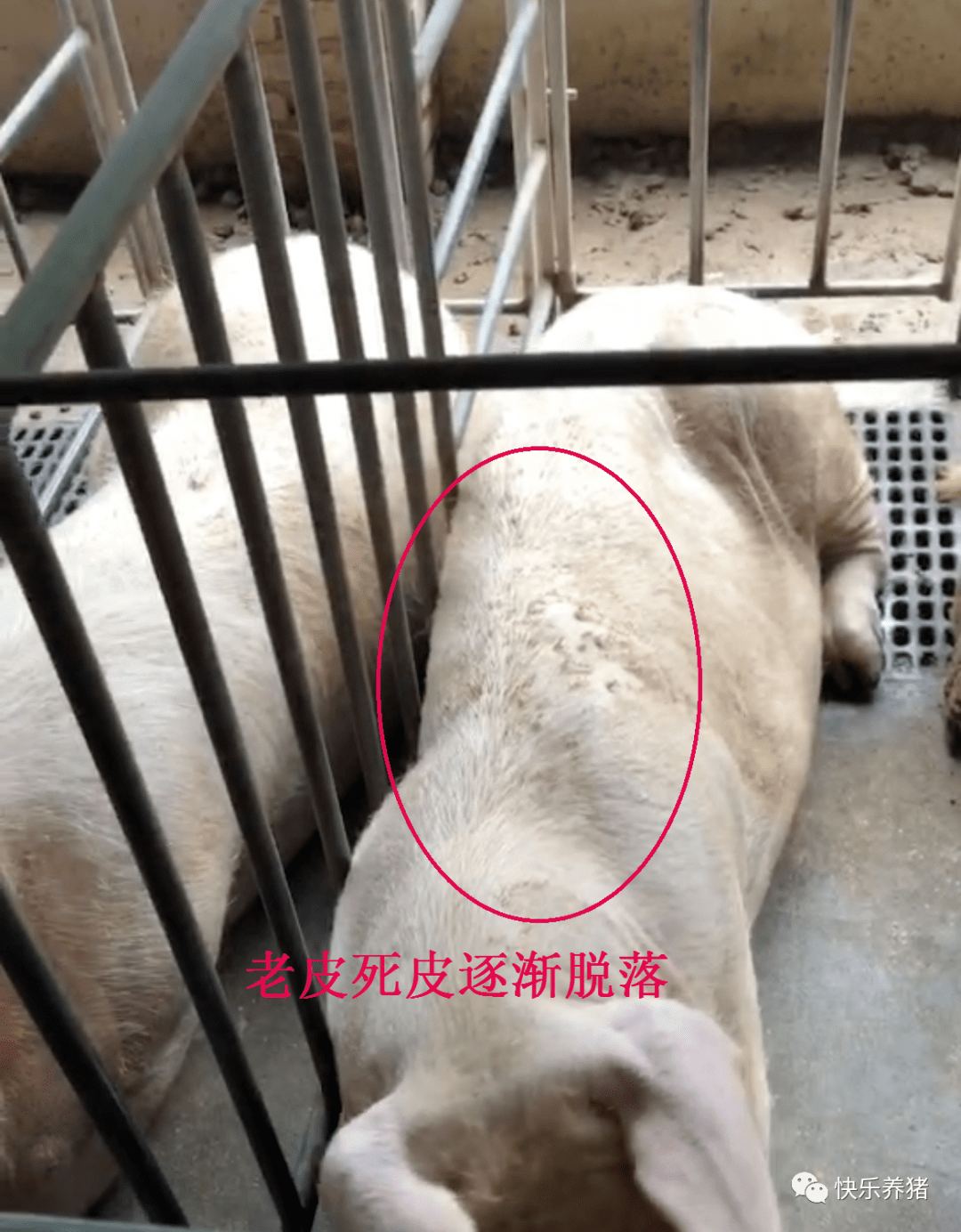 排独乐:专业解决母猪毒素蓄积问题!_危害_繁殖_仔猪