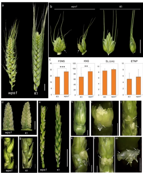科学家定位新的小麦穗发育调控基因