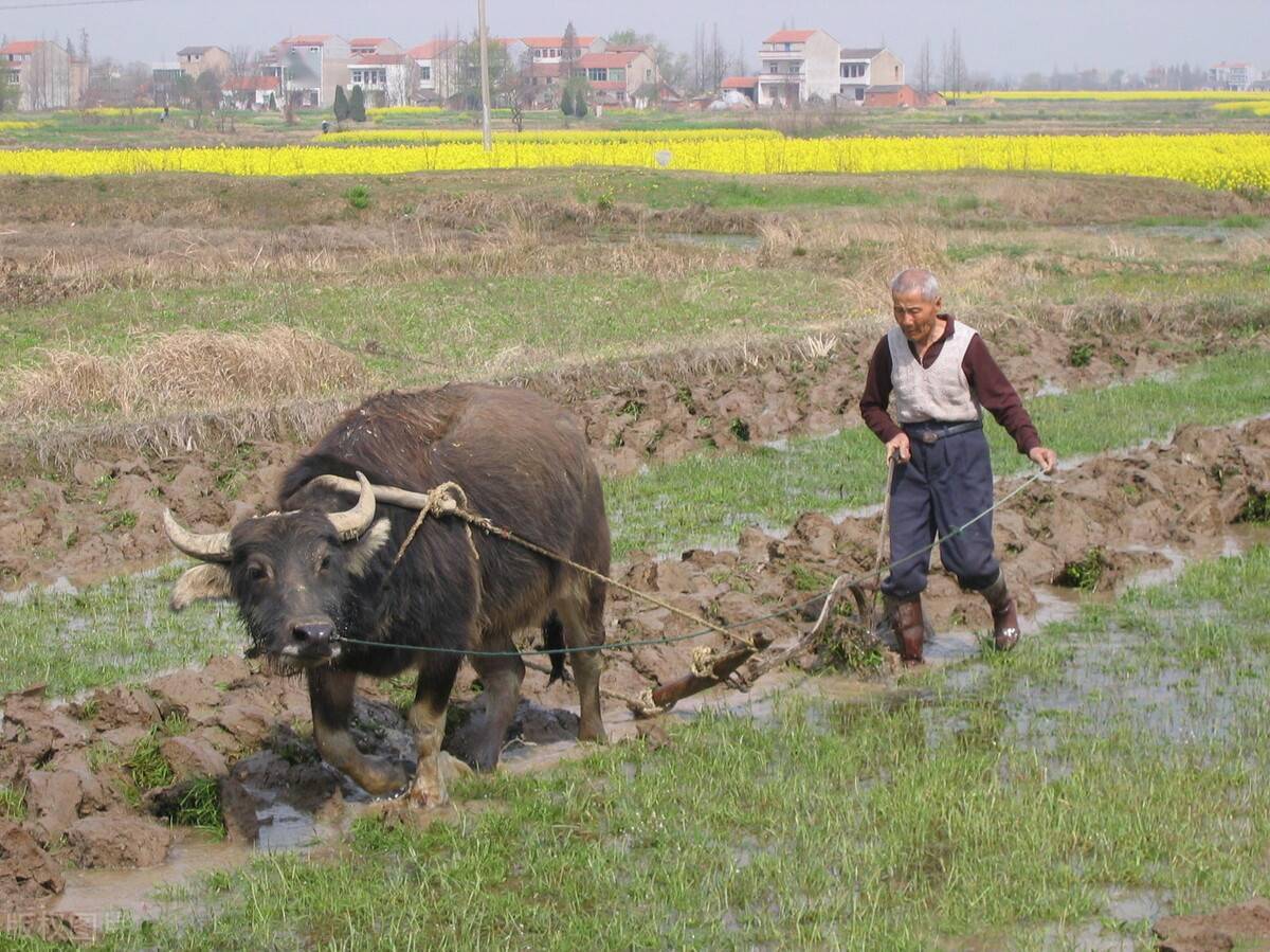 老爸农民图片